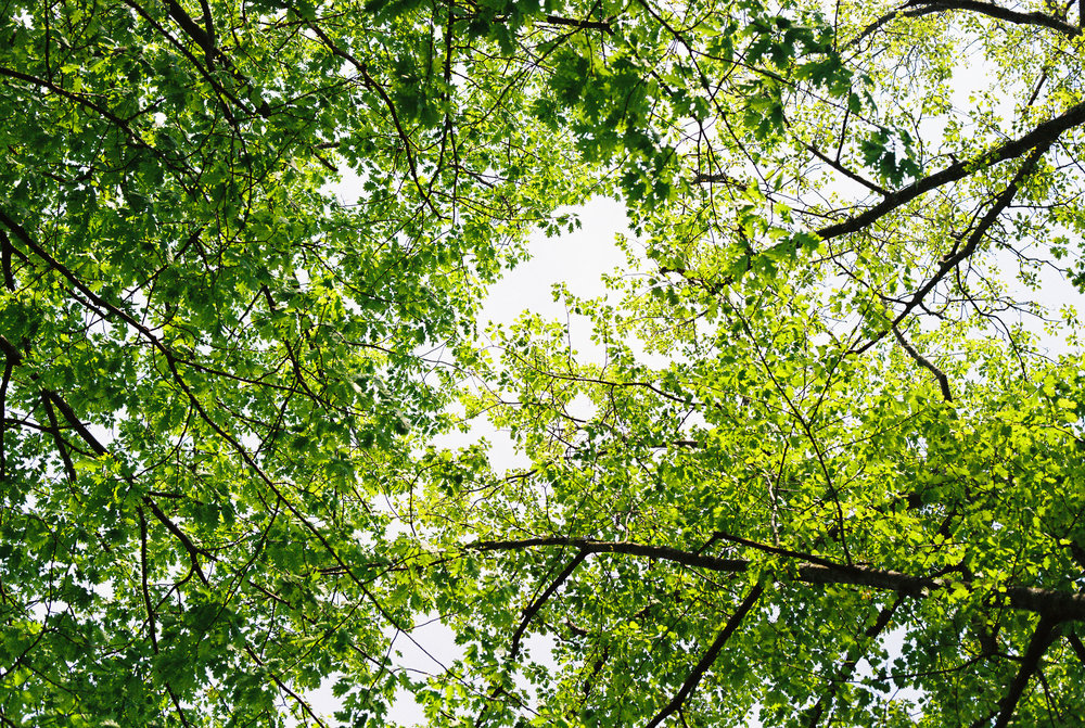 Upwards through the trees