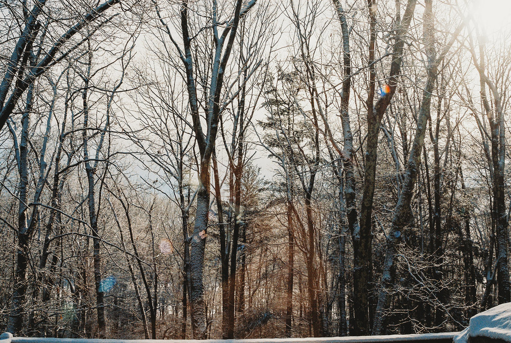 snow covered trees